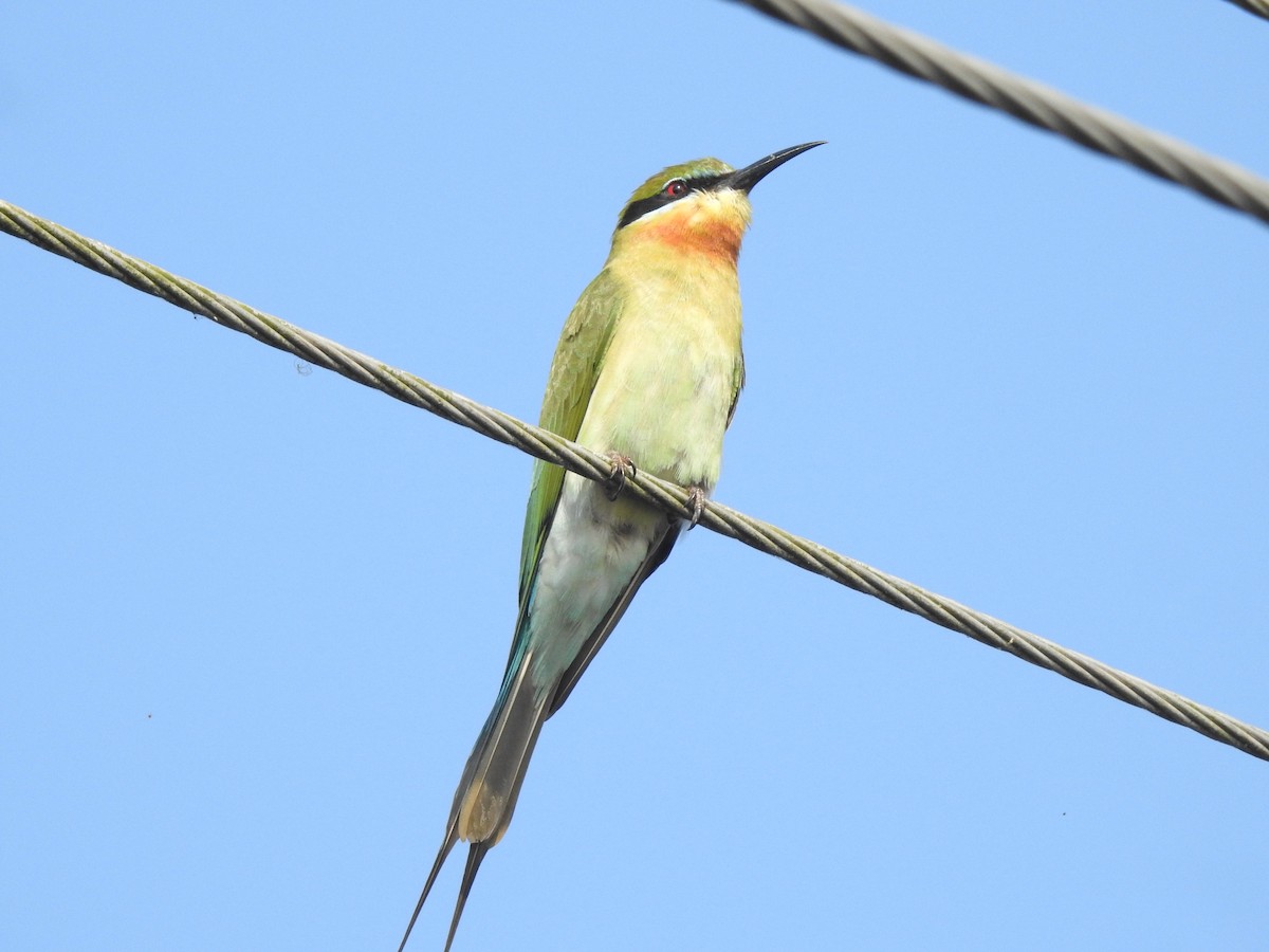Blue-tailed Bee-eater - ML405248721