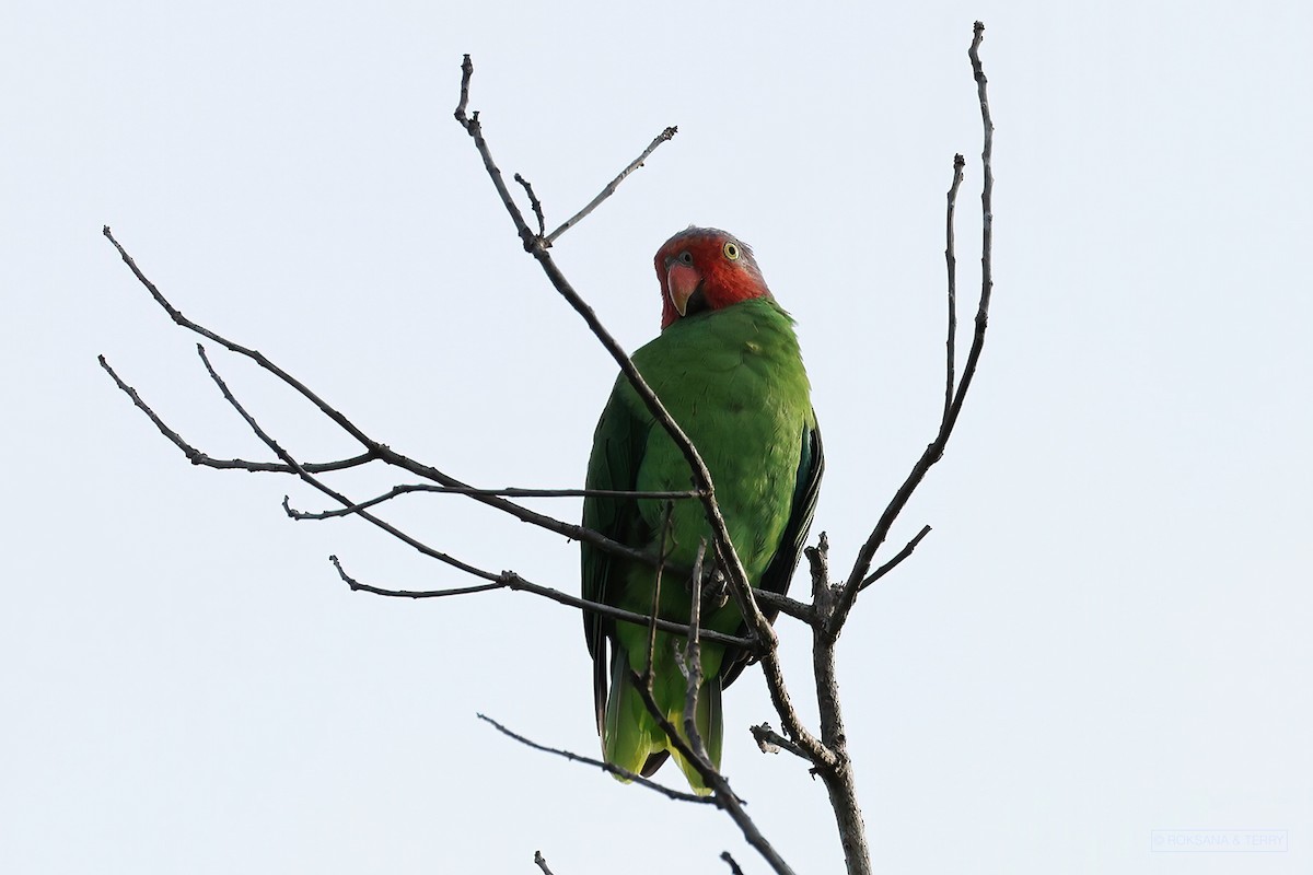 Red-cheeked Parrot - ML405250341