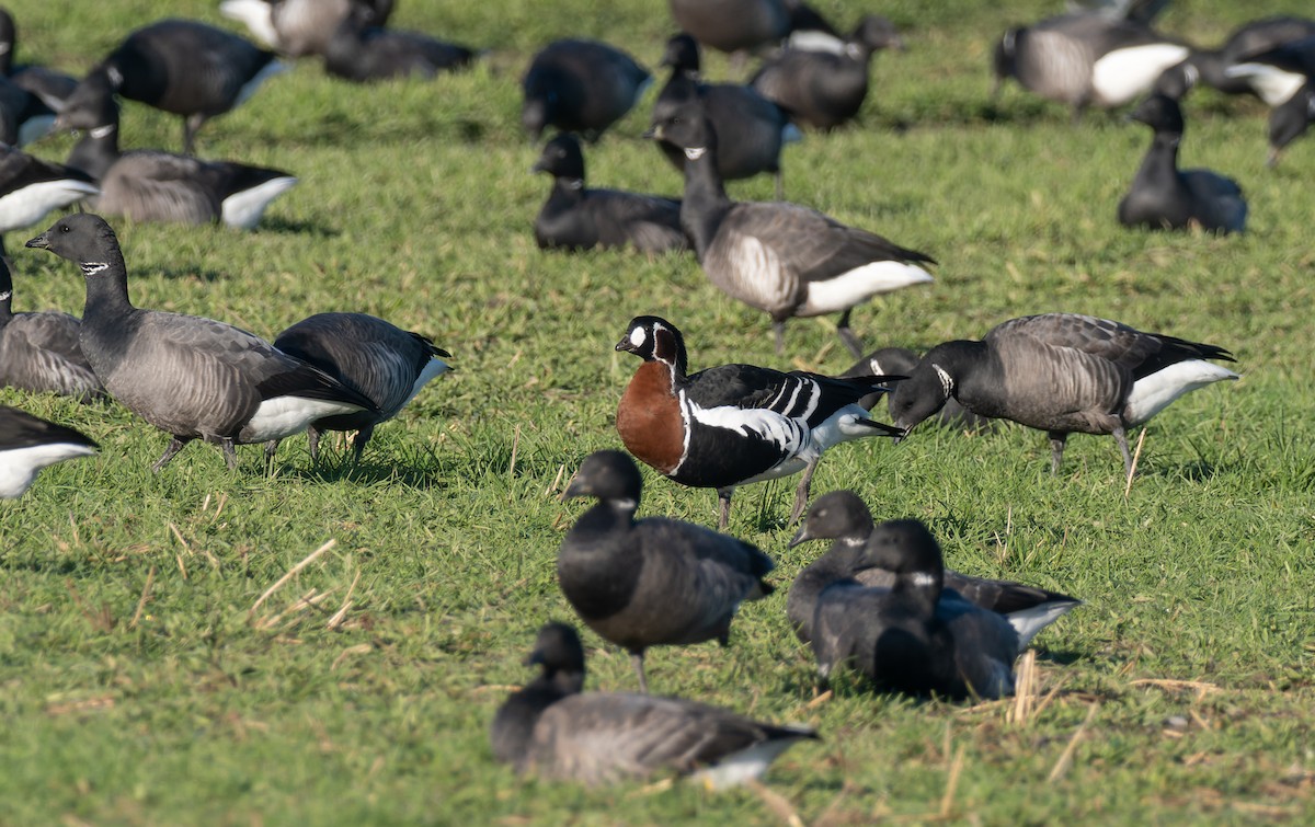 Red-breasted Goose - ML405251781