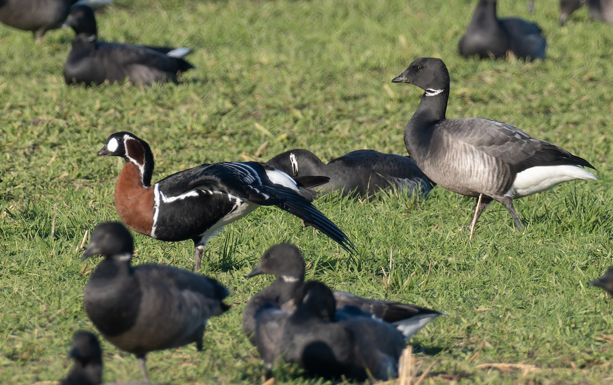 Red-breasted Goose - ML405251821