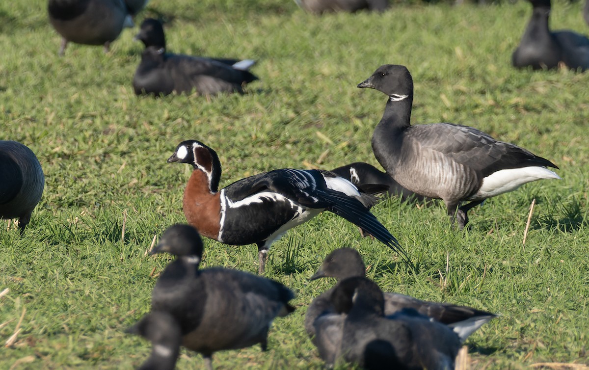 Red-breasted Goose - ML405251831