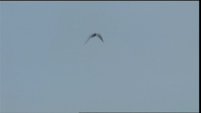 Black Tern (American) - ML405253