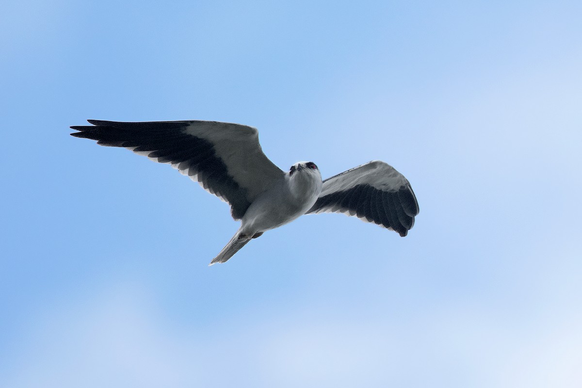 Black-winged Kite - Ayuwat Jearwattanakanok