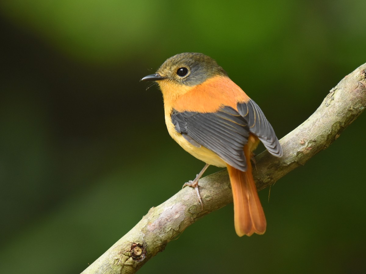 Black-and-orange Flycatcher - Renuka Vijayaraghavan