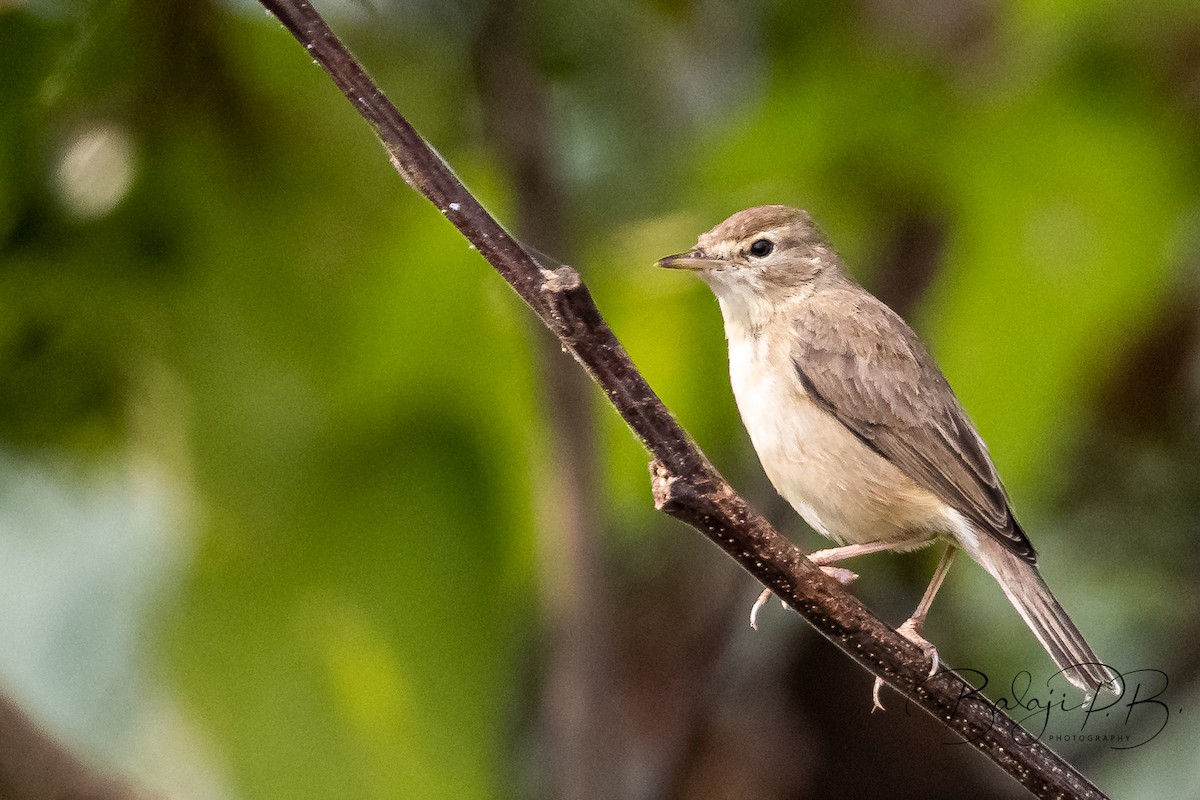Booted Warbler - ML405262021