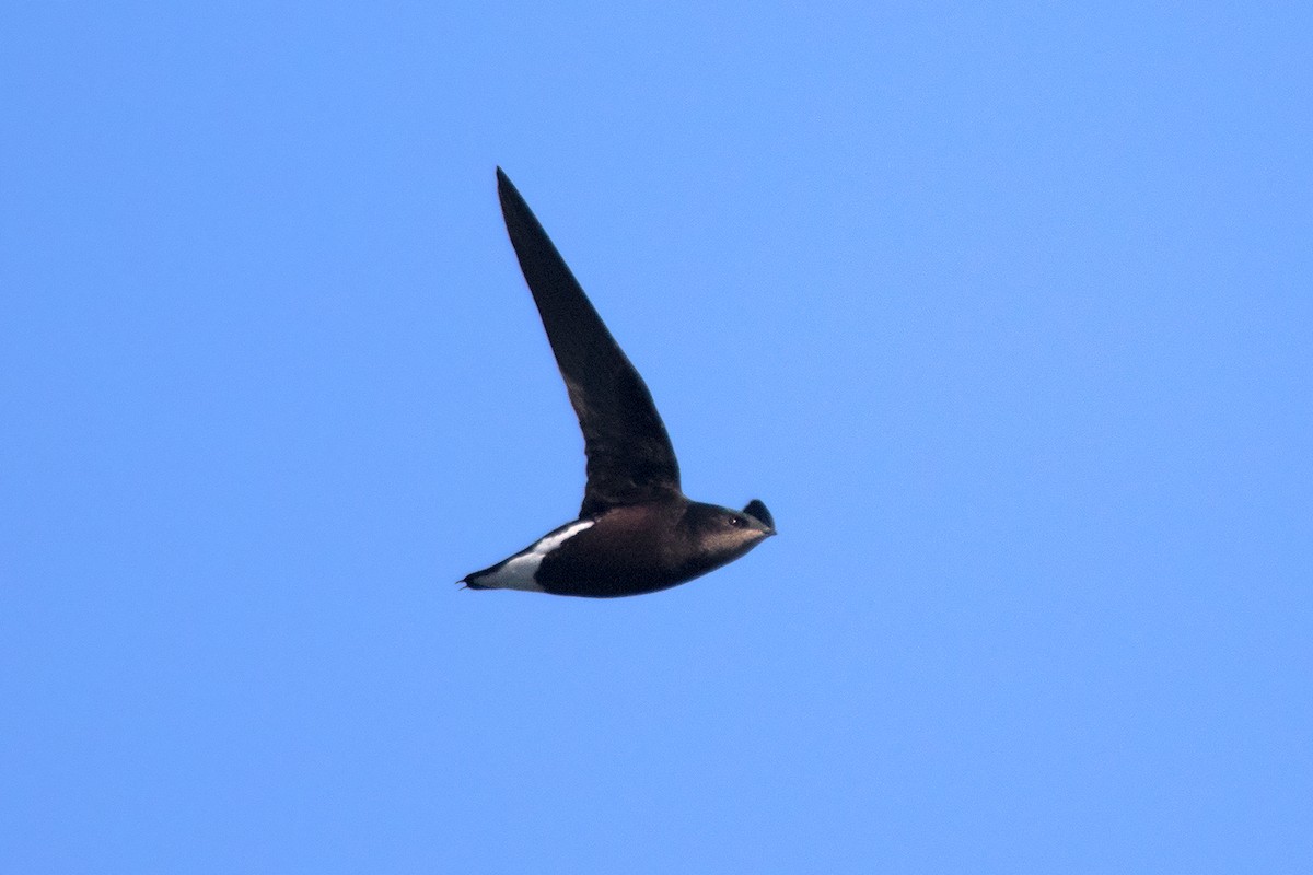 Silver-backed Needletail - ML40526591