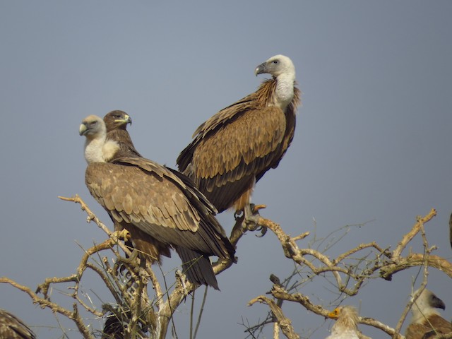 Definitive Basic (in front) and immature (behind) (subspecies <em class="SciName notranslate">fulvescens</em>). - Eurasian Griffon - 