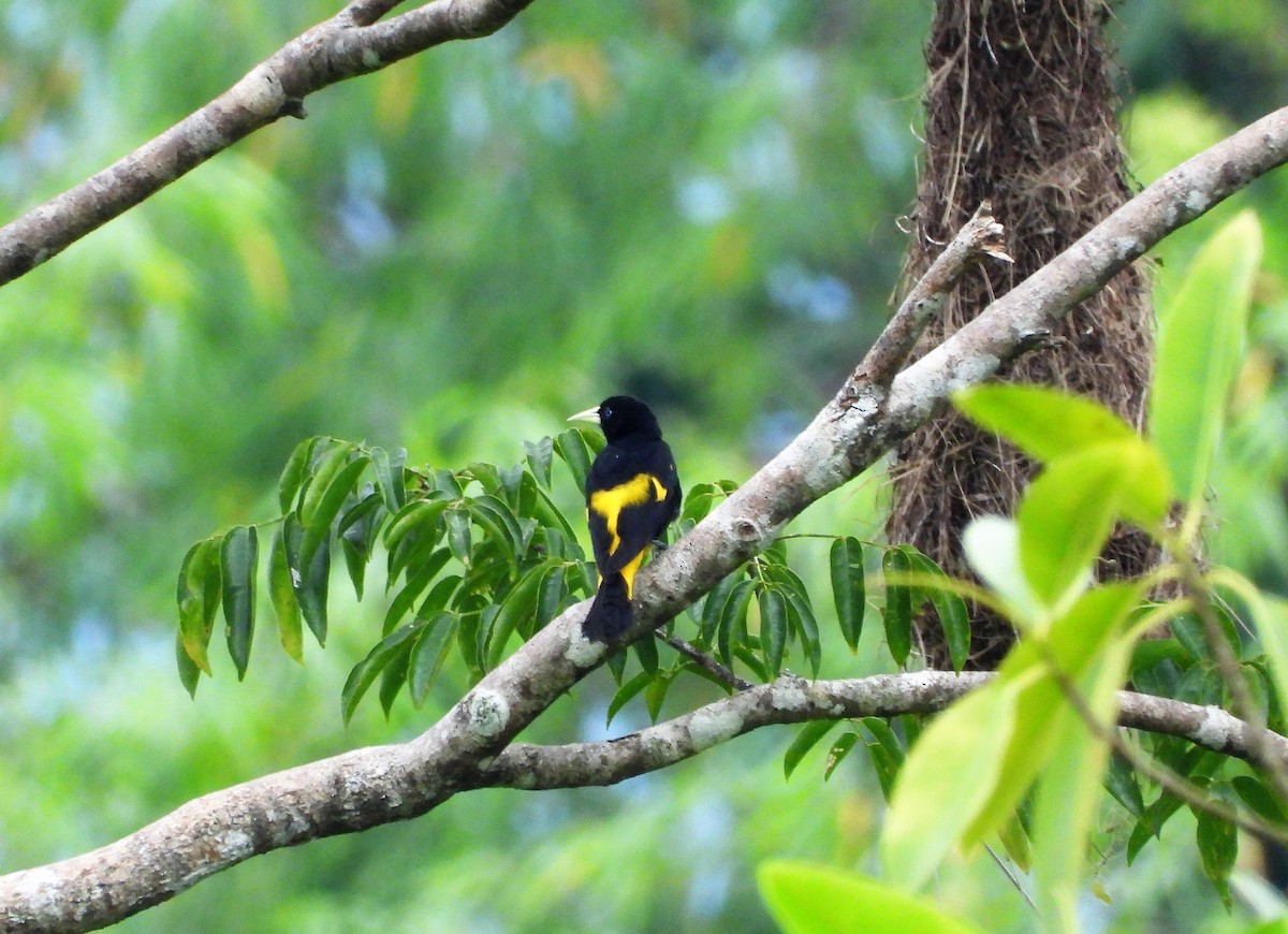 Yellow-rumped Cacique - ML405268111