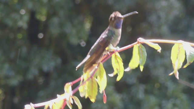 Talamanca Hummingbird - ML405268501