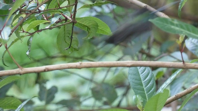 Talamanca Hummingbird - ML405268511