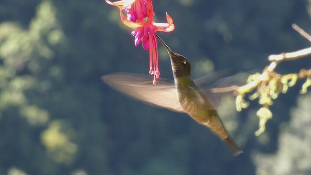 Talamanca Hummingbird - ML405268521