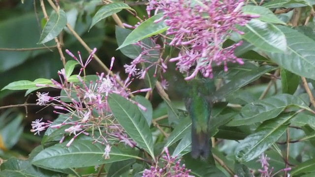 Talamanca Hummingbird - ML405268541