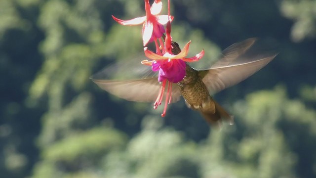 Talamanca Hummingbird - ML405268551