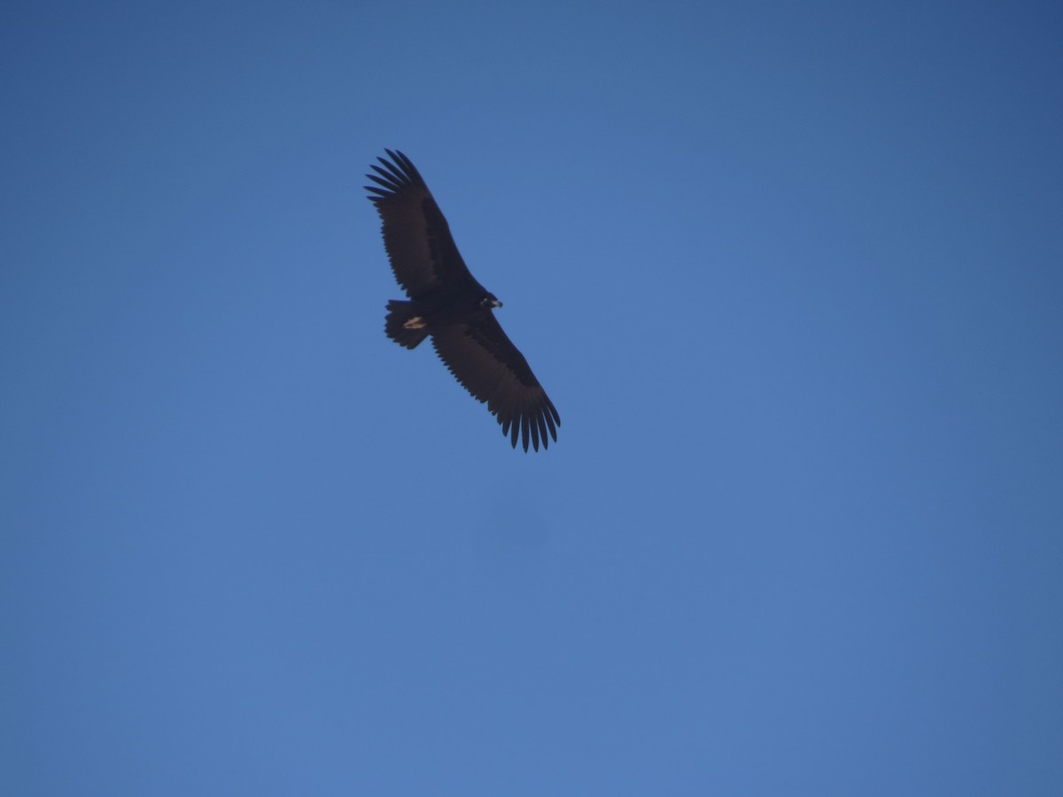 Cinereous Vulture - ML40526901