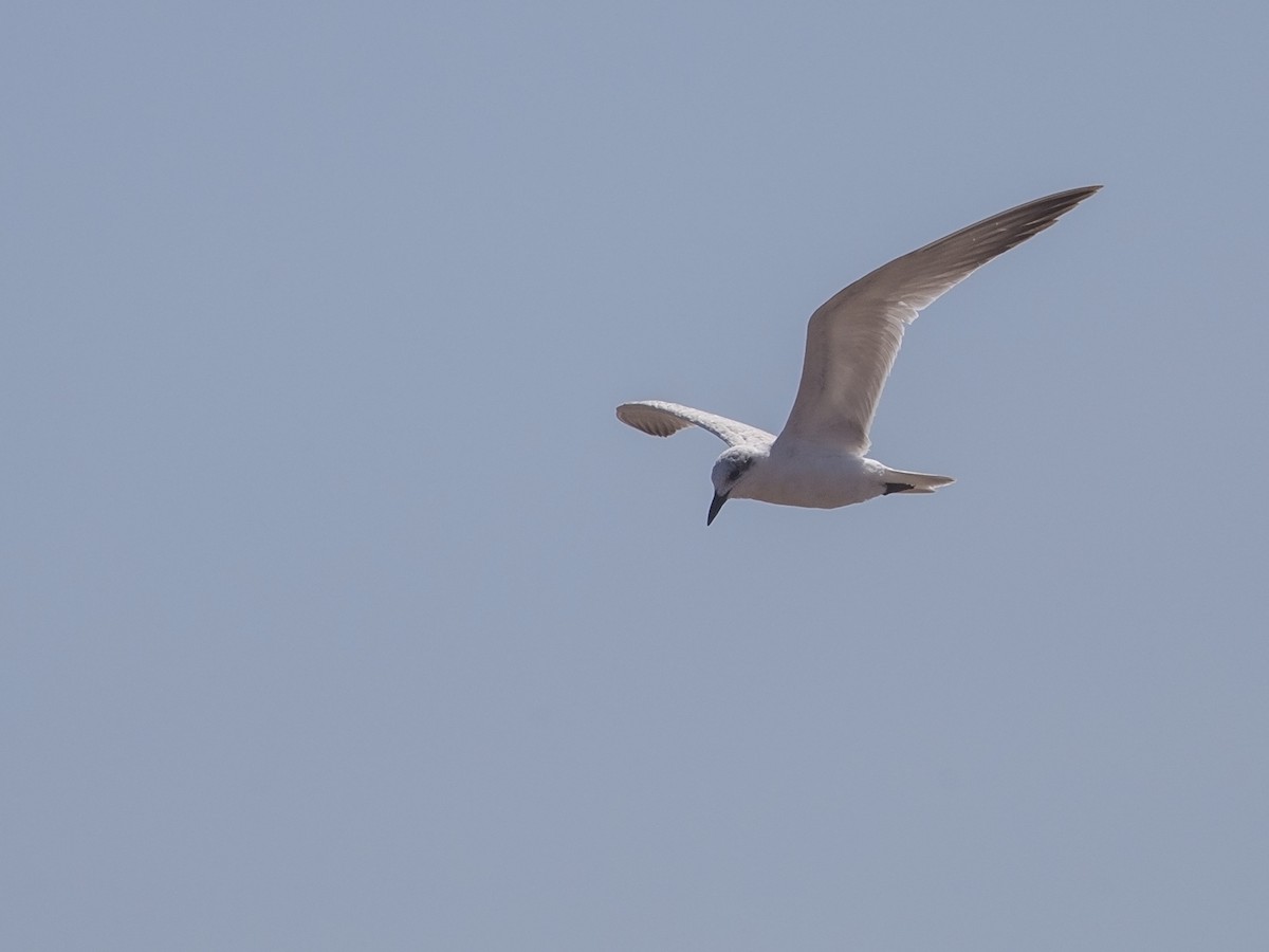 Gull-billed Tern - Niall D Perrins