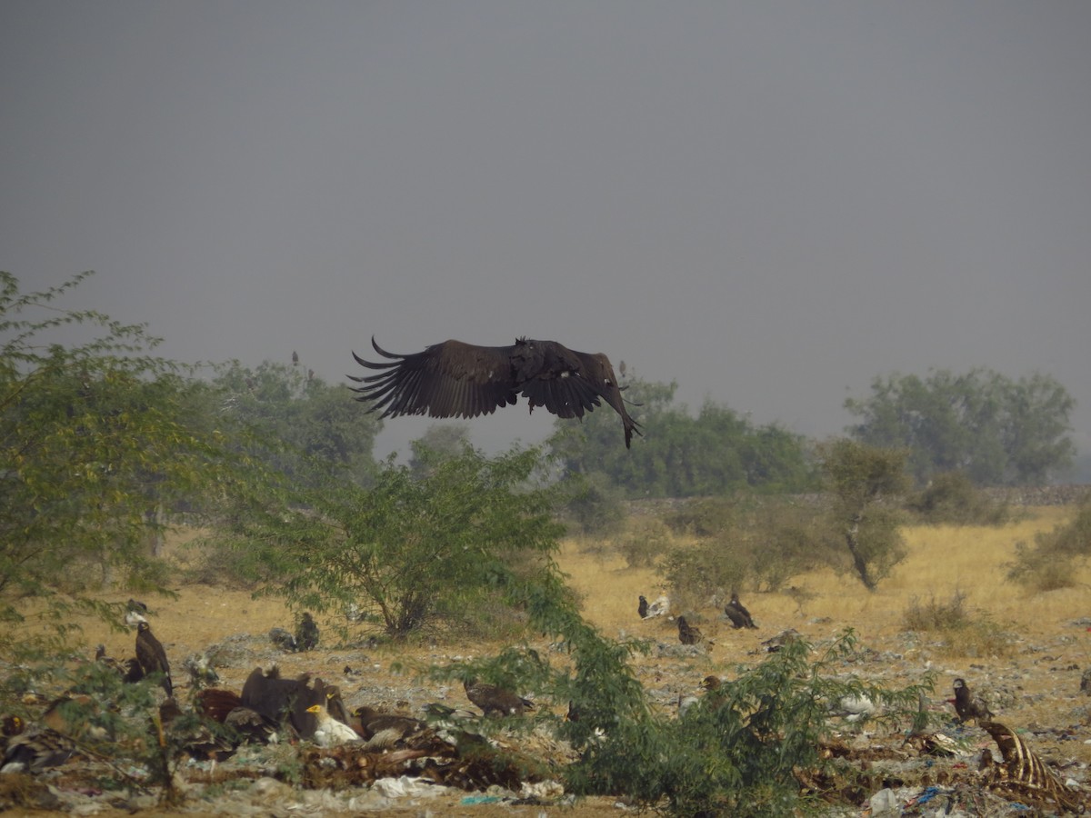 Cinereous Vulture - ML40527011