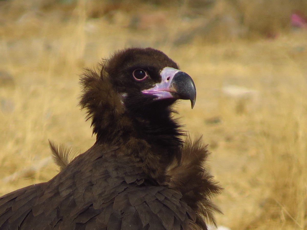 Cinereous Vulture - ML40527031