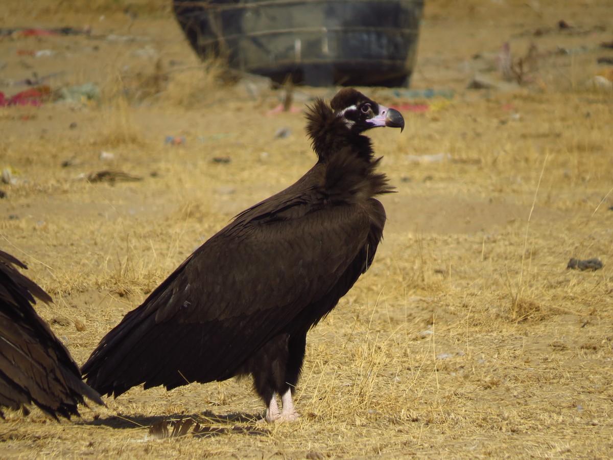 Cinereous Vulture - ML40527041