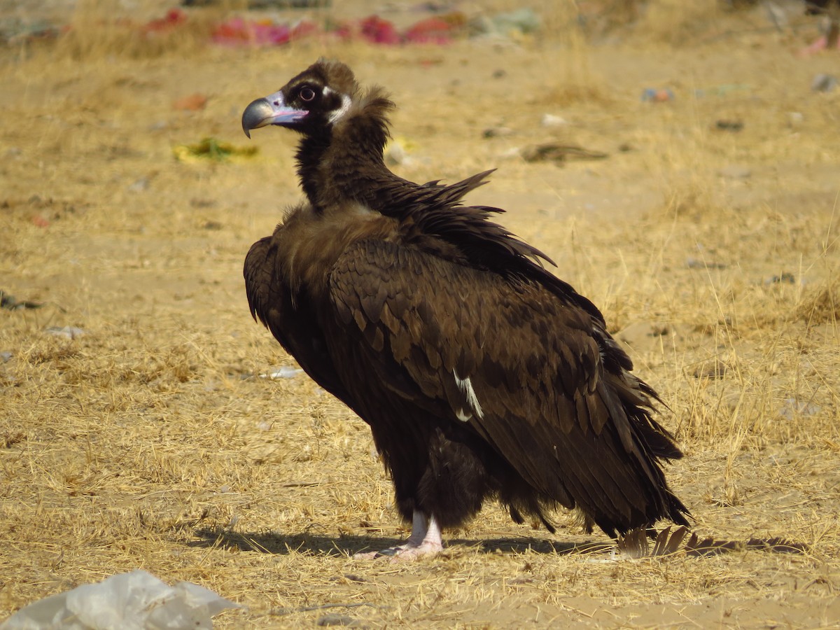 Cinereous Vulture - ML40527051