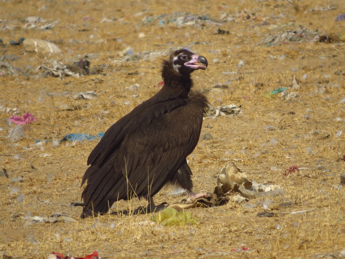 Cinereous Vulture - ML40527061