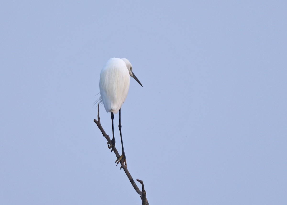 Little Egret - Kishorenath T