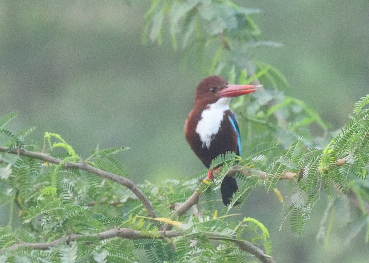 White-throated Kingfisher - Kishorenath T