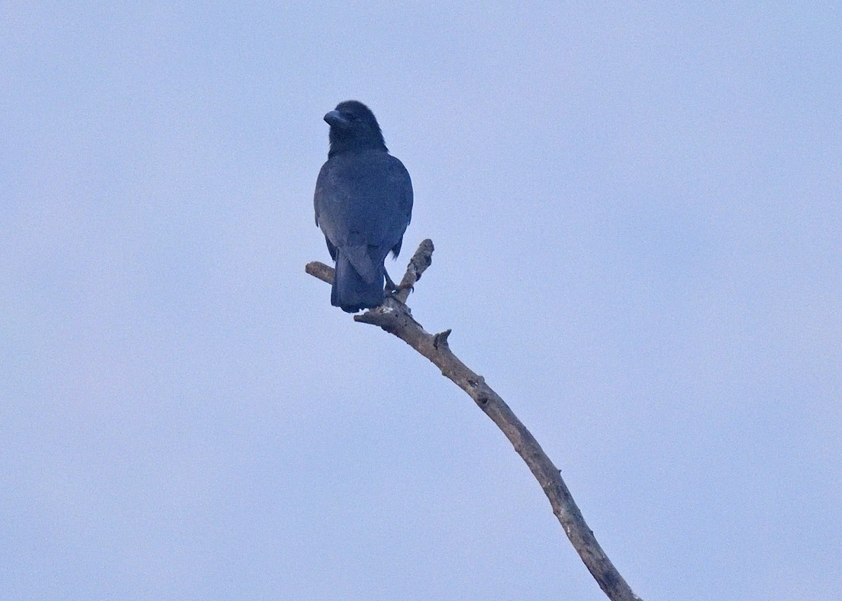 Large-billed Crow - Kishorenath T