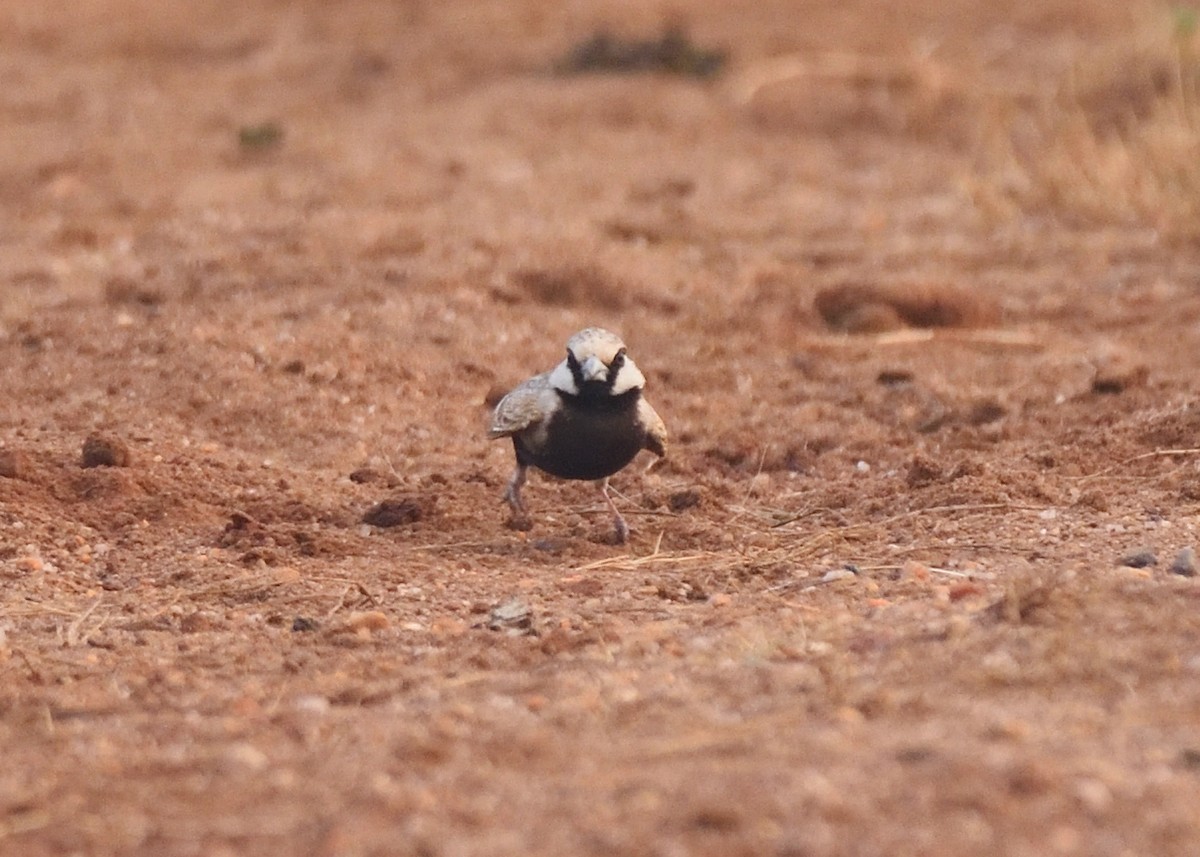 Ashy-crowned Sparrow-Lark - Kishorenath T