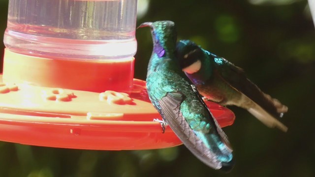 kolibřík pokřovní - ML405271921