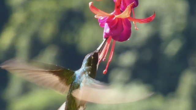 kolibřík pokřovní - ML405271941