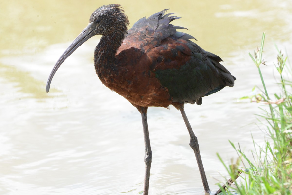 ibis hnědý - ML405272901