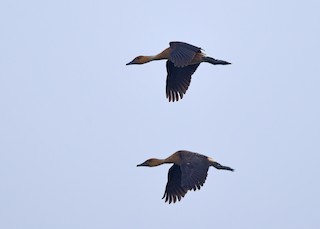 Fulvous Whistling-Duck, ML405274651