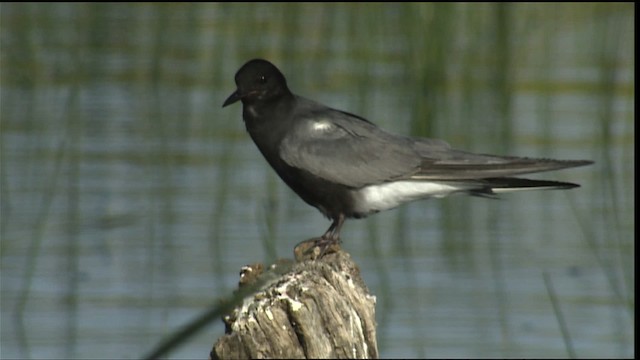 Black Tern (American) - ML405276