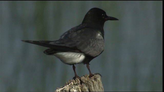 Black Tern (American) - ML405277