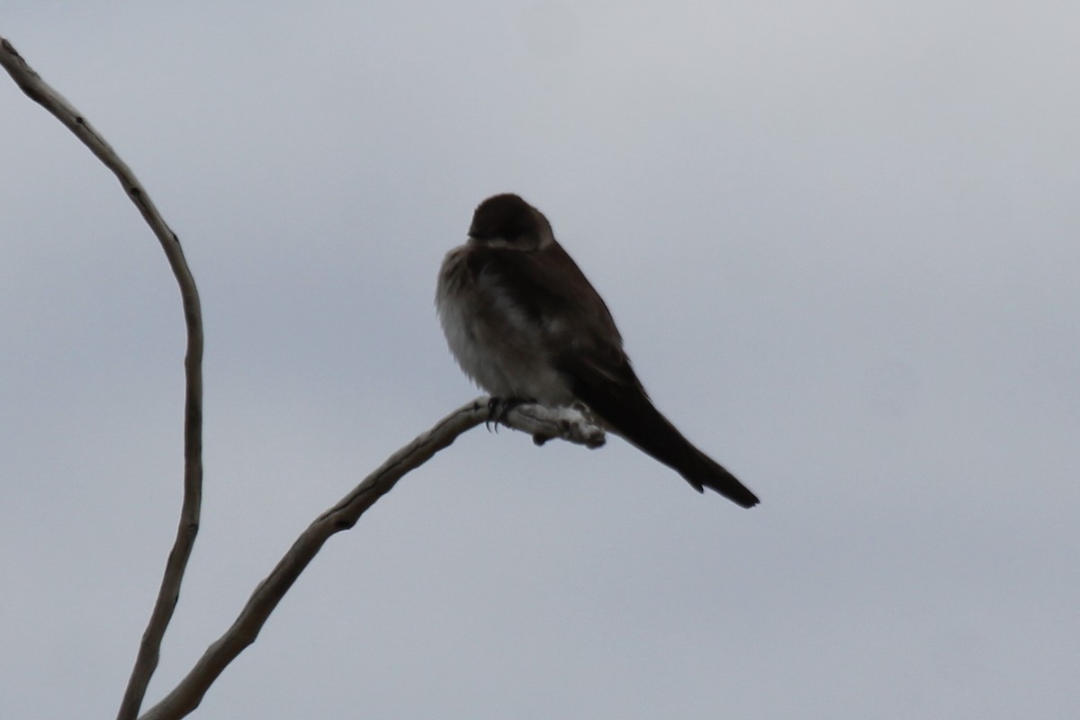 Northern Rough-winged Swallow - ML405277611