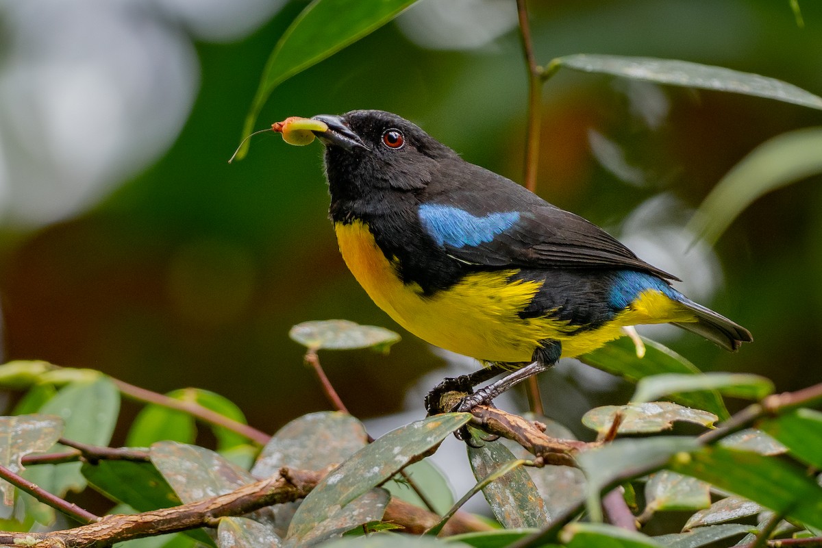 Black-and-gold Tanager - ML405278221