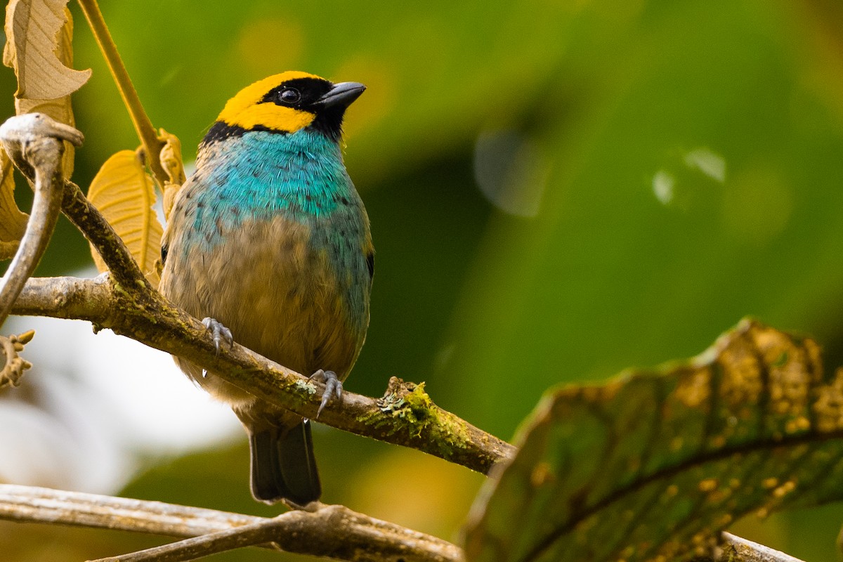 Saffron-crowned Tanager - Phil Chaon