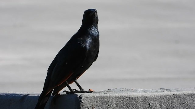 Red-winged Starling - ML405280461