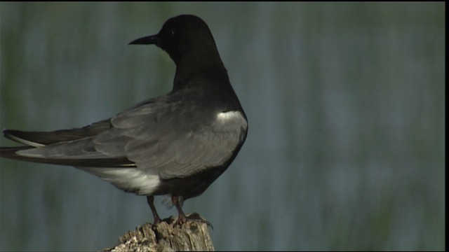 Black Tern (American) - ML405282