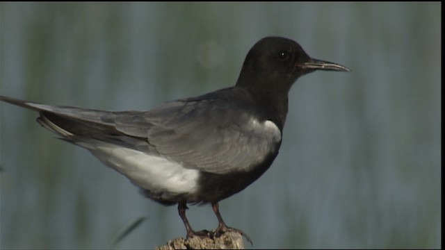 Black Tern (American) - ML405283