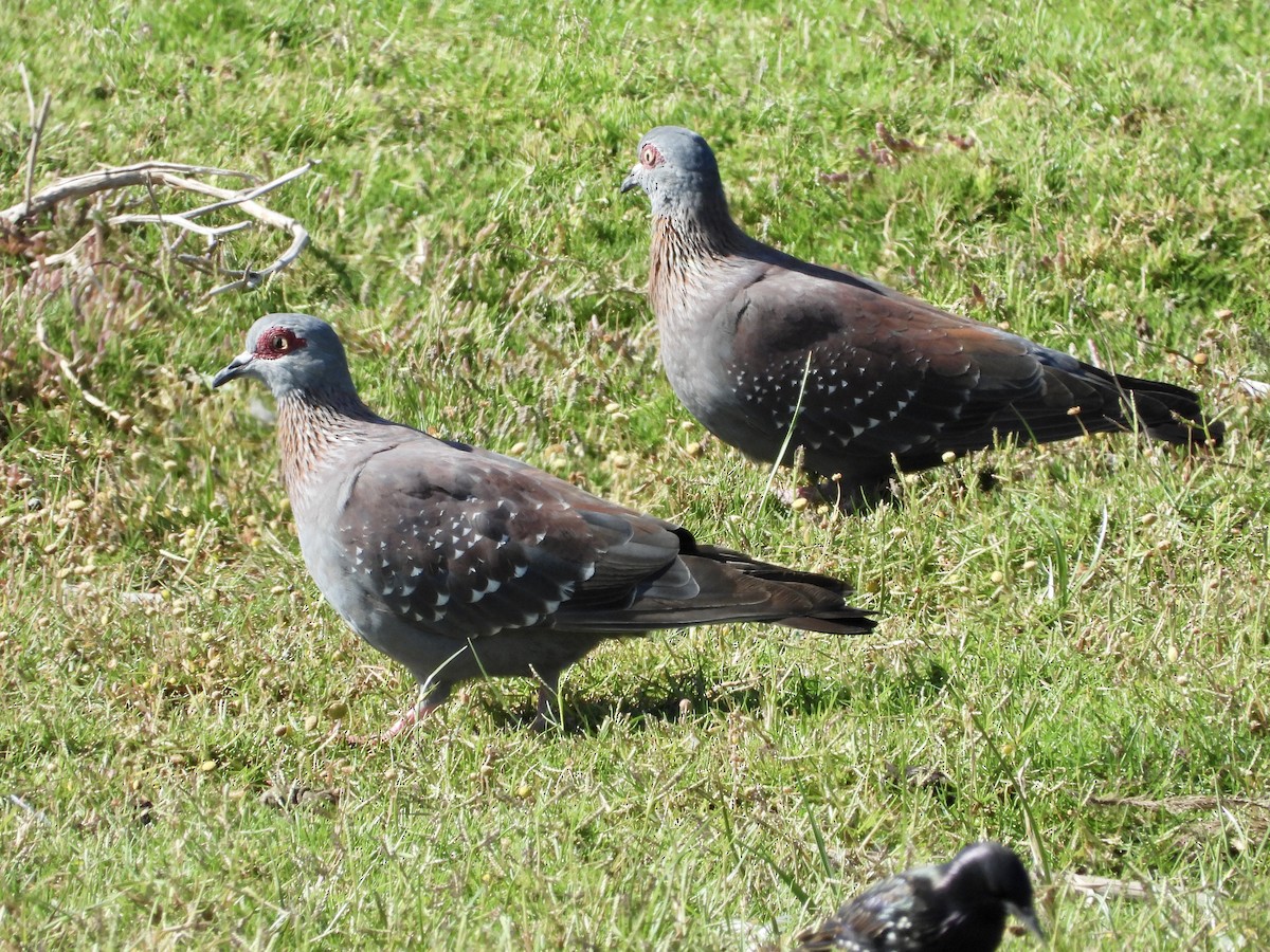 Speckled Pigeon - GARY DOUGLAS