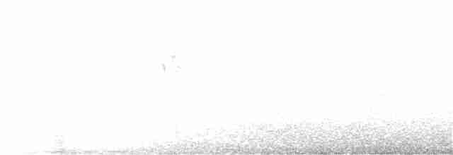 Percefleur noir - ML405285341