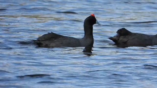 Red-knobbed Coot - ML405286221