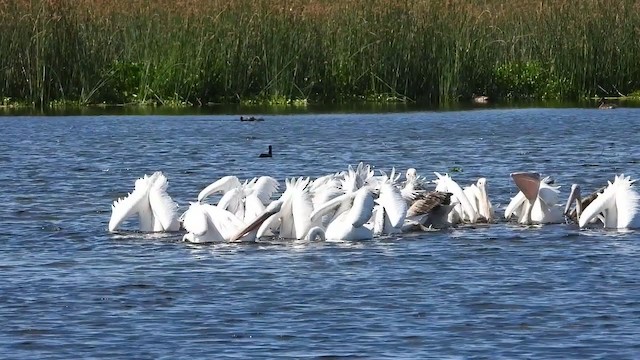 pelikán bílý - ML405286691