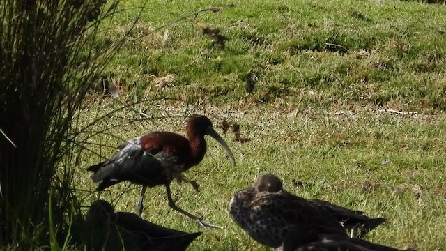 ibis hnědý - ML405287371