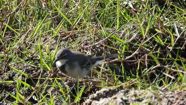 Cape Wagtail - ML405288901