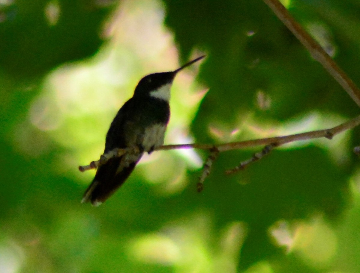 White-throated Hummingbird - ML405289881