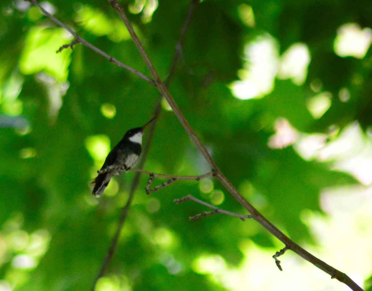 White-throated Hummingbird - ML405290011
