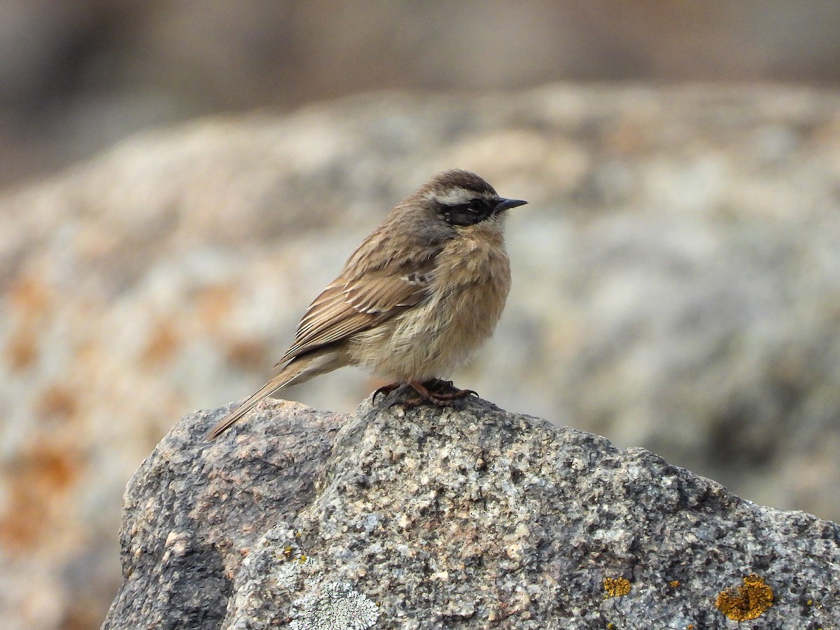 Brown Accentor - ML405290671