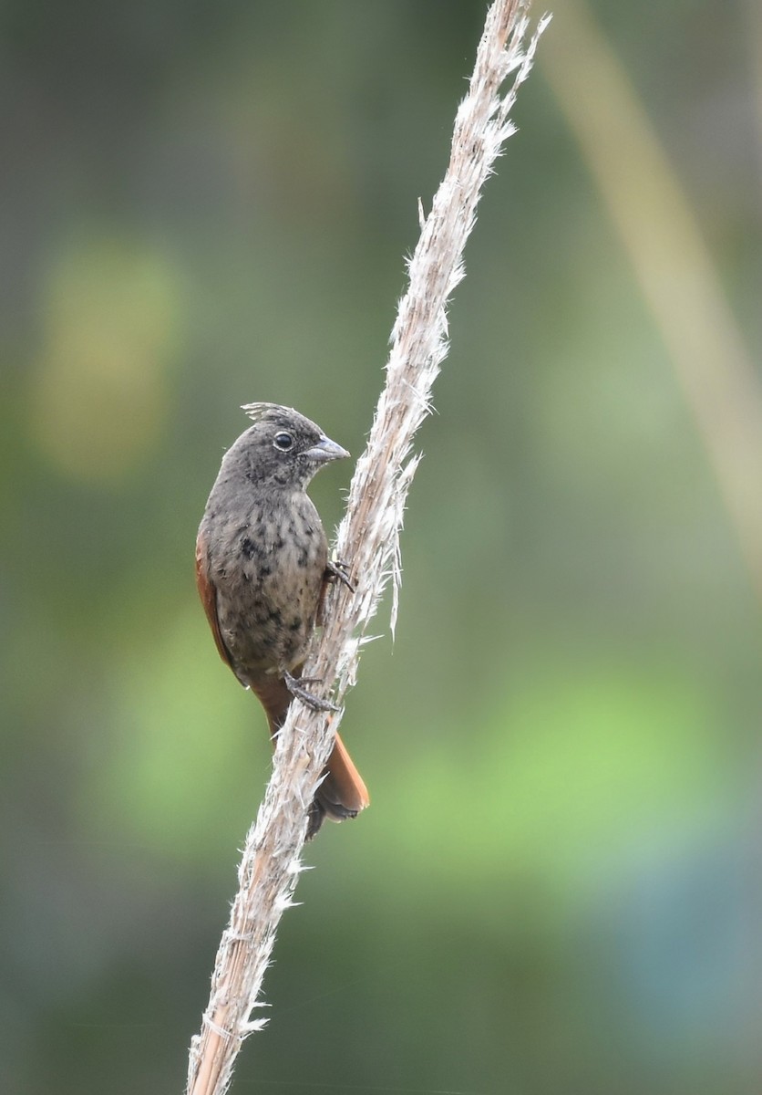 Crested Bunting - ML405291091